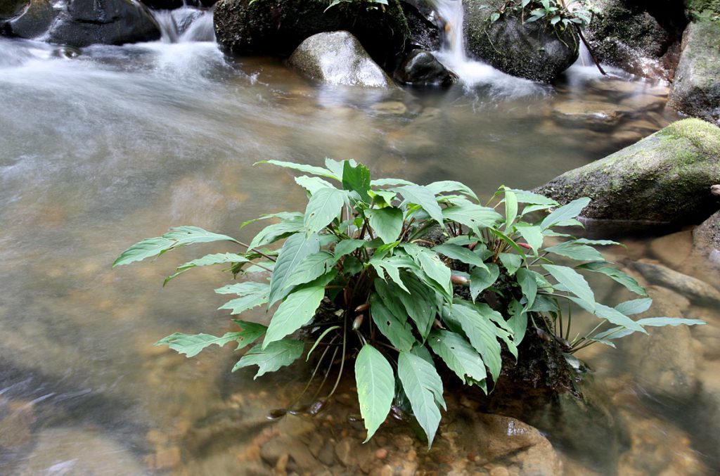 Ooia kinabaluensis