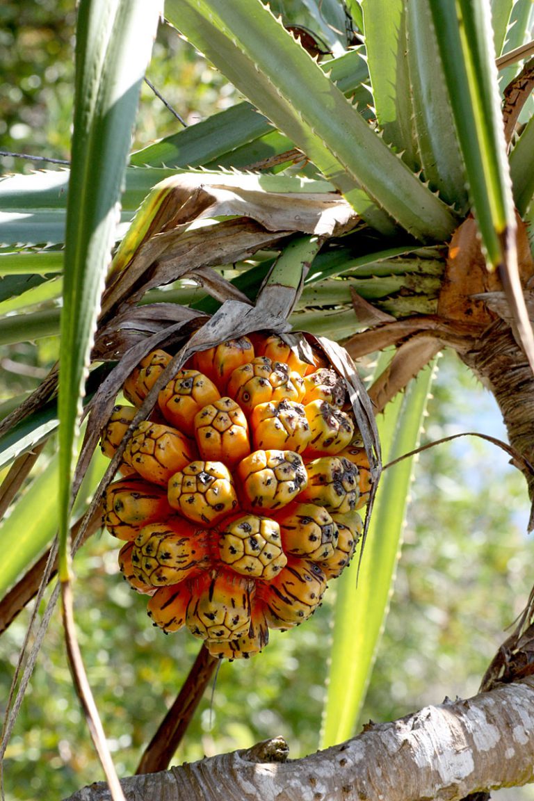 Pandanus tectorius