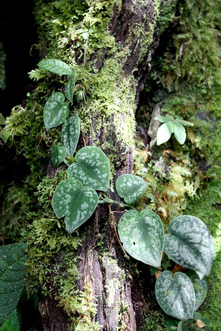 Scindapsus pictus