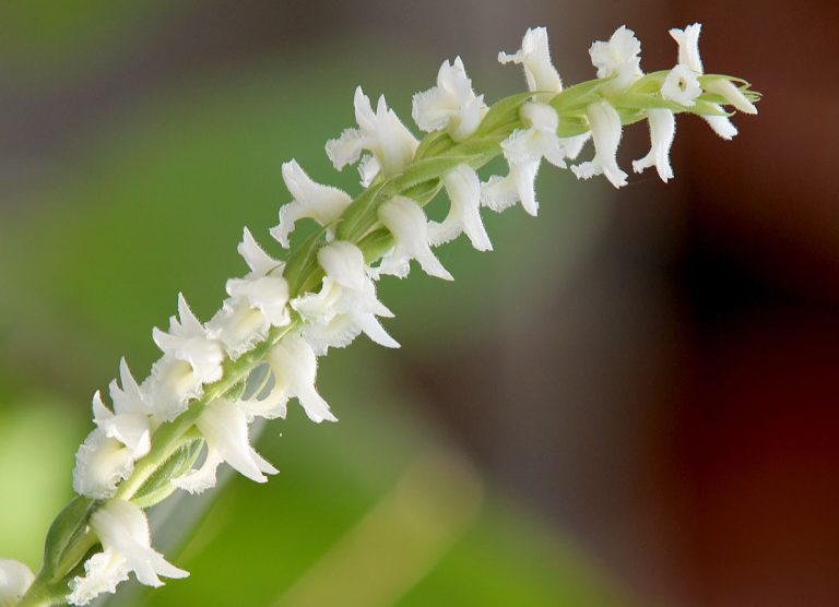 Spiranthes cernua