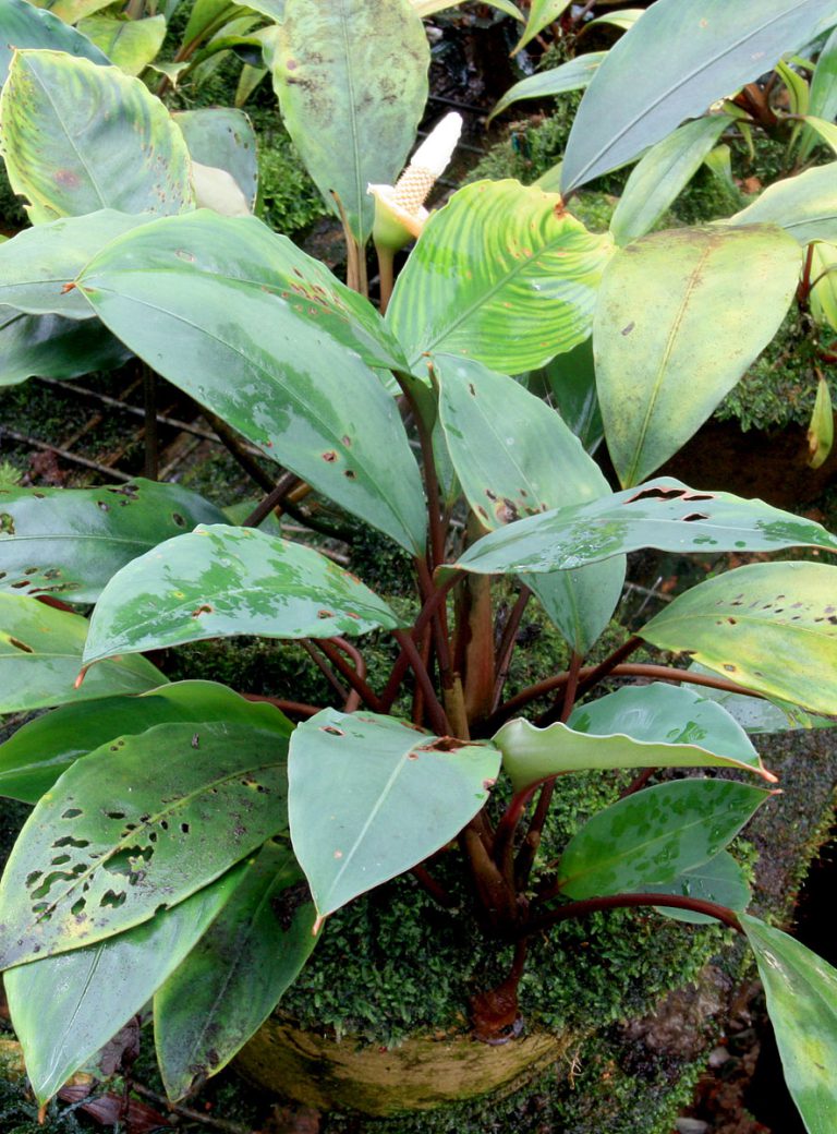 Bucephalandra forcipula