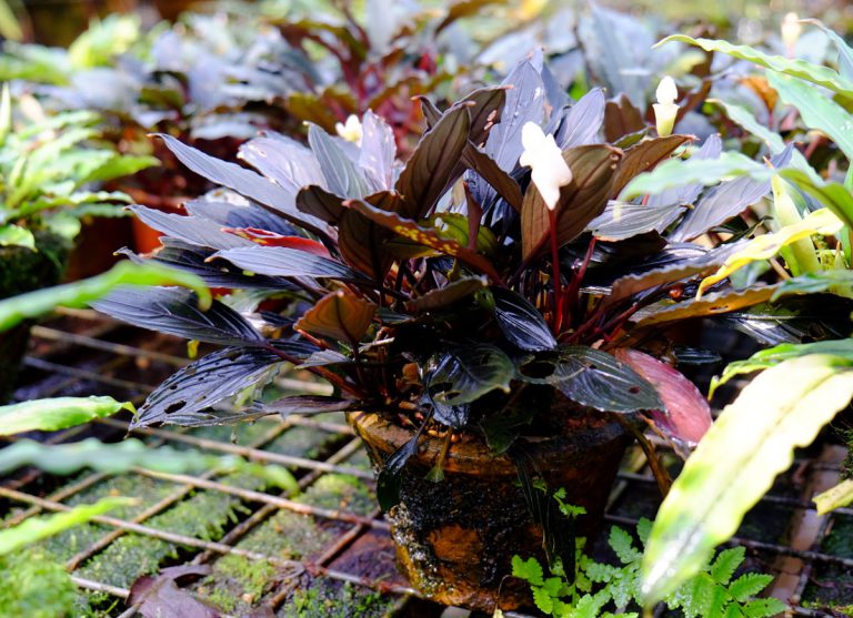 Bucephalandra kishii
