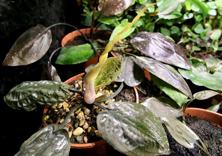 Cryptocoryne fusca