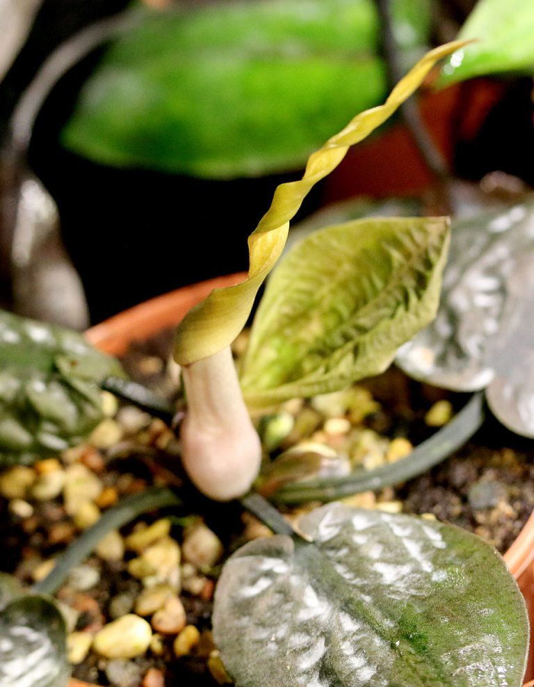 Cryptocoryne fusca