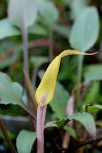 Cryptocoryne walkeri