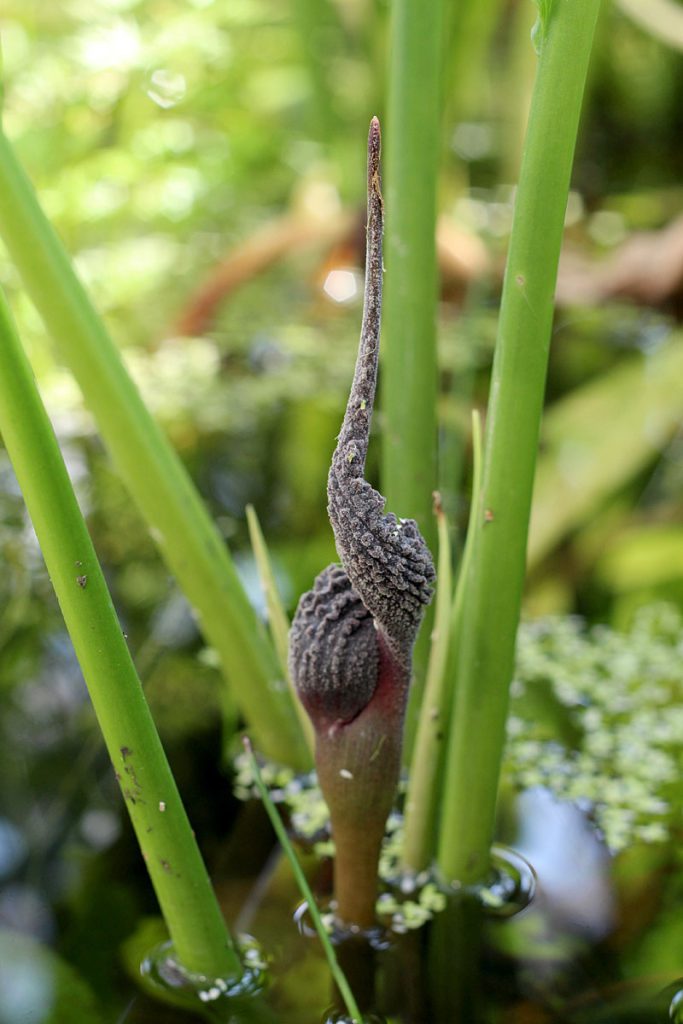 Lagenandra ovata