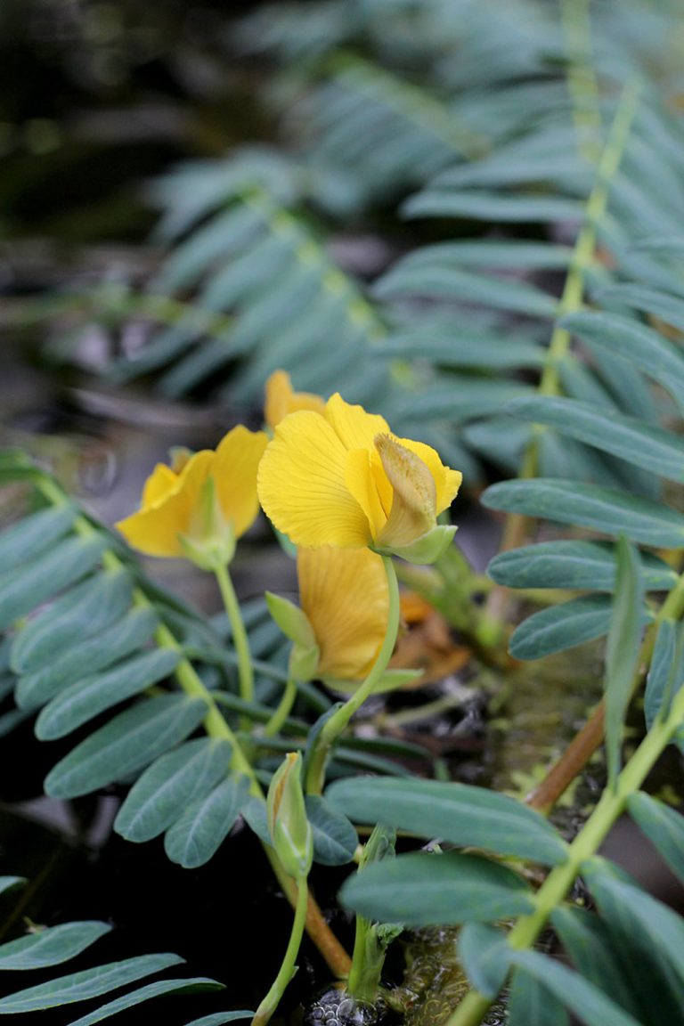 Aeschynomene fluitans