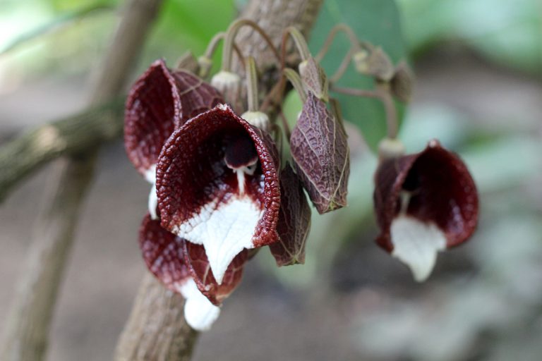 Aristolochia arborea