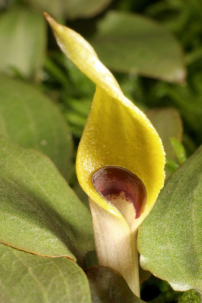 Cryptocoryne beckettii