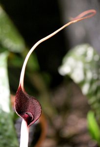 Cryptocoryne longicauda