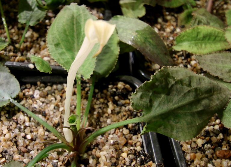 Cryptocoryne srilankaensis