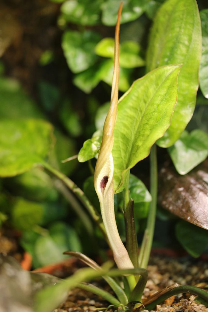 Cryptocoryne yujii