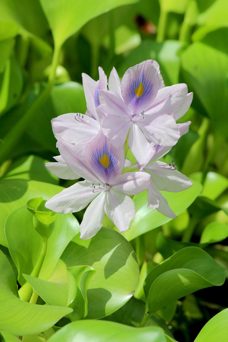 Eichhornia crassipes