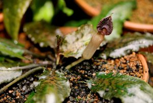 Cryptocoryne nurii