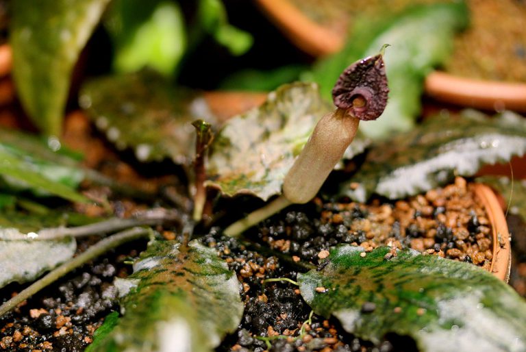 Cryptocoryne nurii