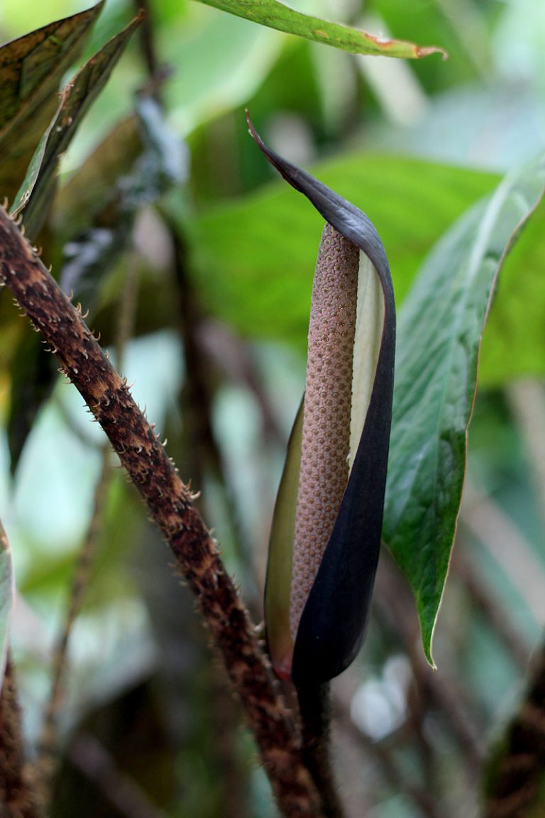 Cyrtosperma johnstonii