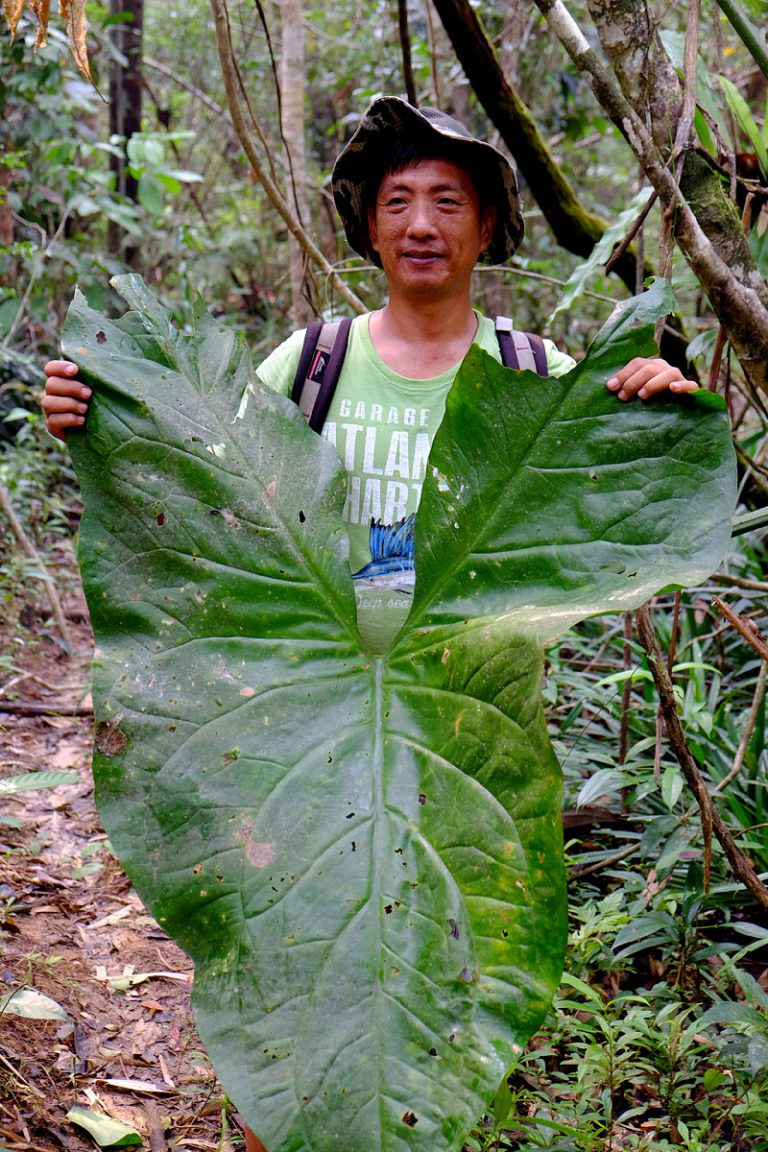 Cyrtosperma merkusii
