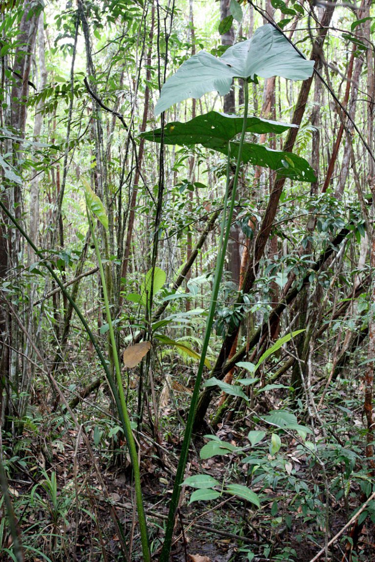 Cyrtosperma merkusii