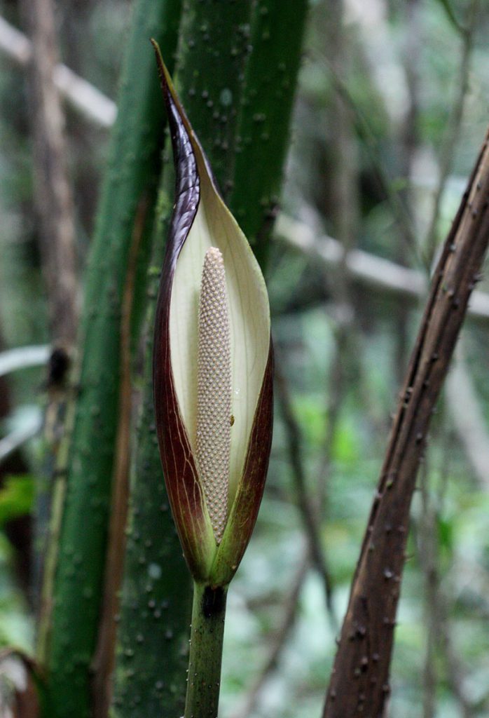 Cyrtosperma merkusii