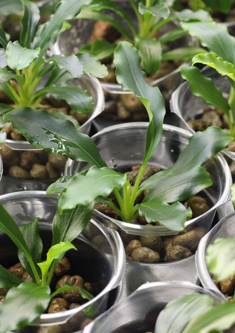 Hybrid Aridarum caulescens x Bucephalandra spathulifolia