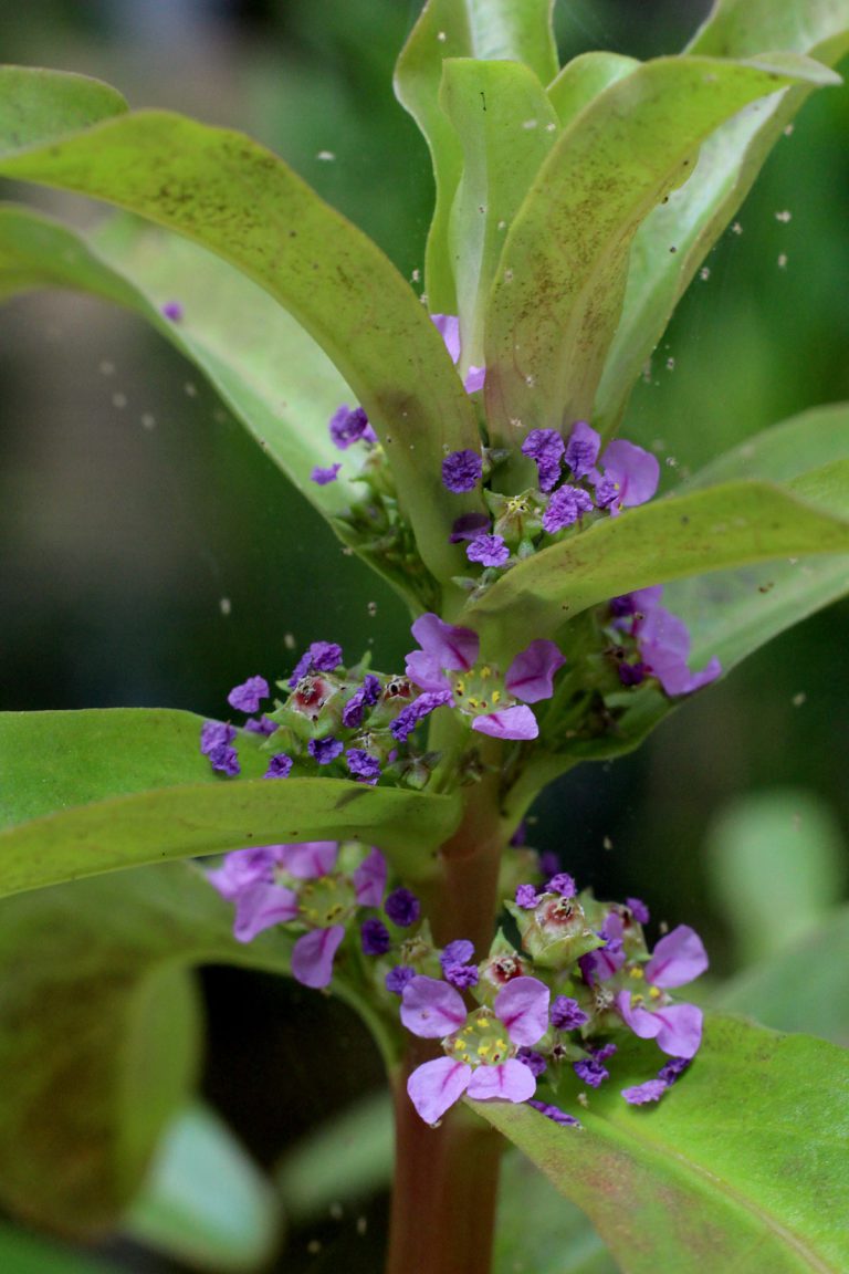 Ammania senegalensis