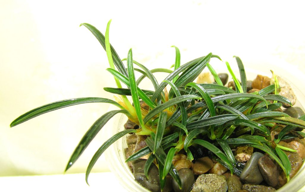 Aridarum velutandrum