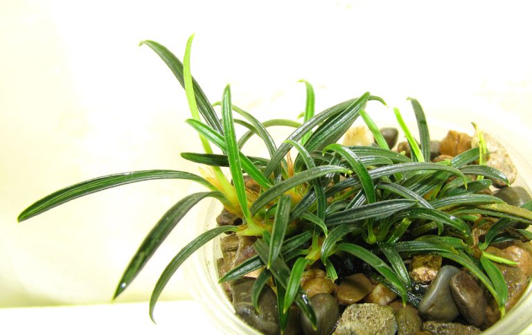 Aridarum velutandrum