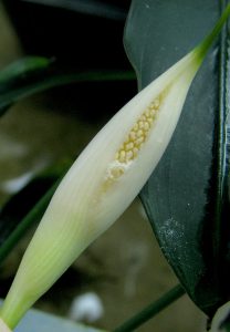 Bakoa lucens