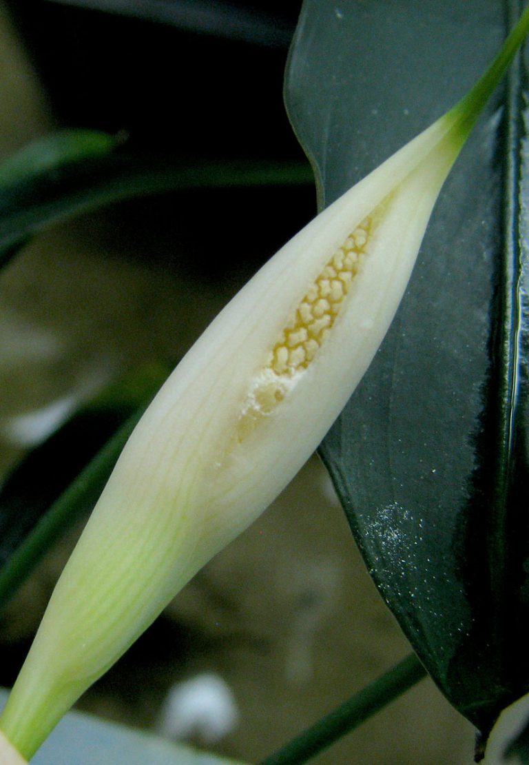 Bakoa lucens