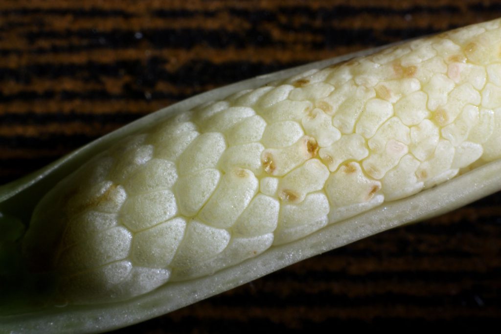 Bakoa lucens