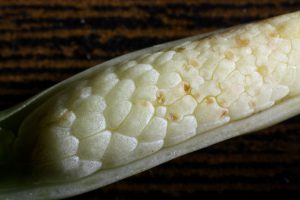 Bakoa lucens