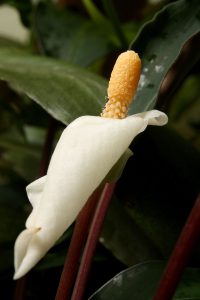 Bucephalandra sp. Serian