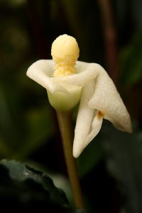 Bucephalandra spathulifolia