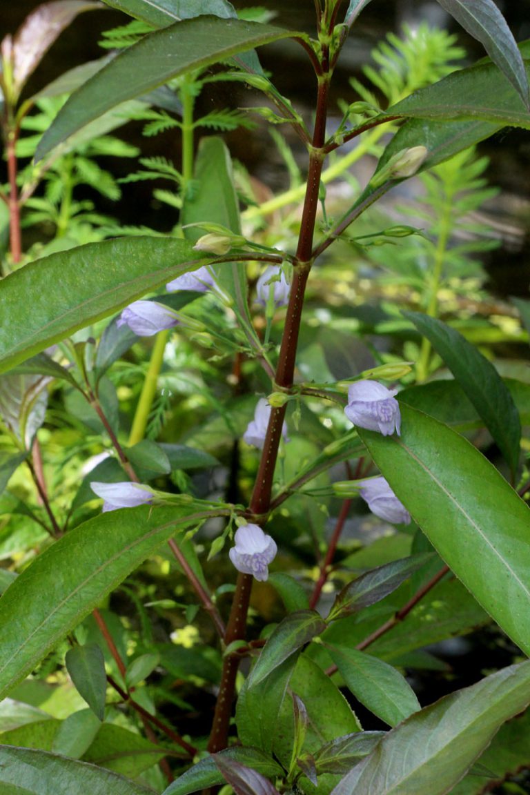 Hygrophila corymbosa