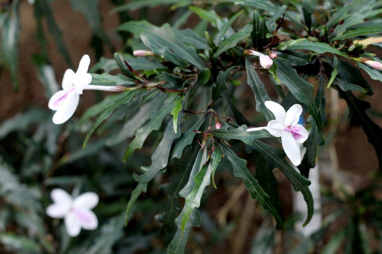 Pseuderanthemum sinuatum