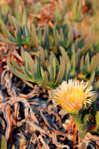 Carpobrotus edulis