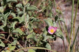 Cistus parviflorus