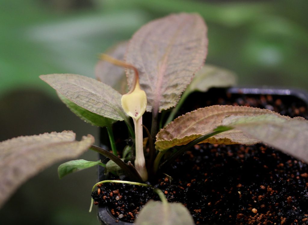 Cryptocoryne thwaitesii Debarawewa