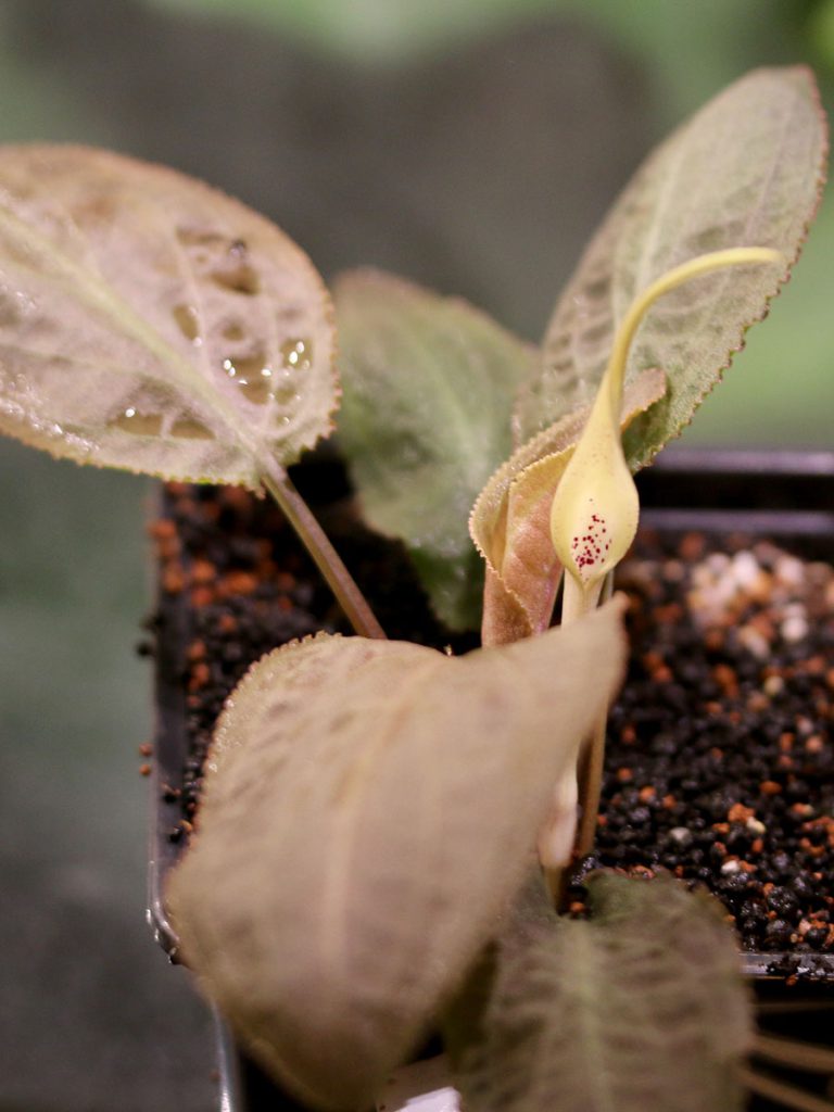 Cryptocoryne thwaitesii Galle