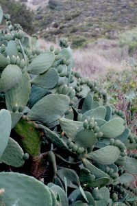 Opuntia ficus-indica