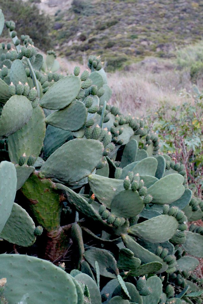 Opuntia ficus-indica