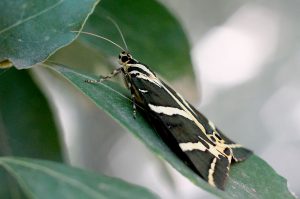 Panaxia quadripunctaria