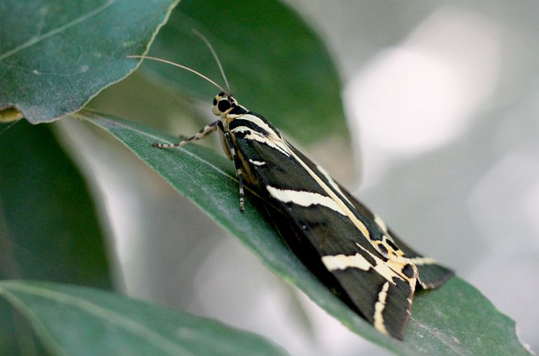 Panaxia quadripunctaria