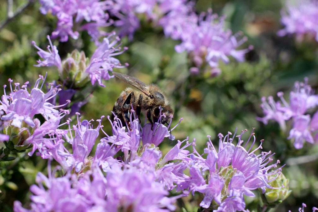Thymbra capitata