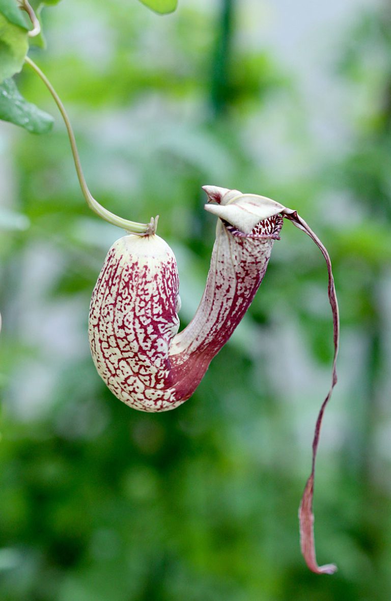 Aristolochia trilobata