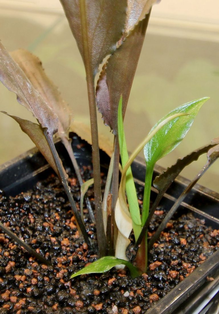 Cryptocoryne alba Red (W) White blossom