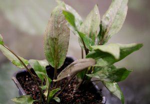 Cryptocoryne alba Ratnapura