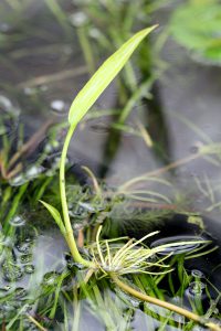 Cryptocoryne ciliata