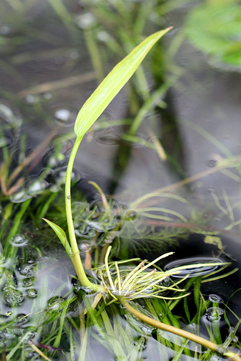 Cryptocoryne ciliata