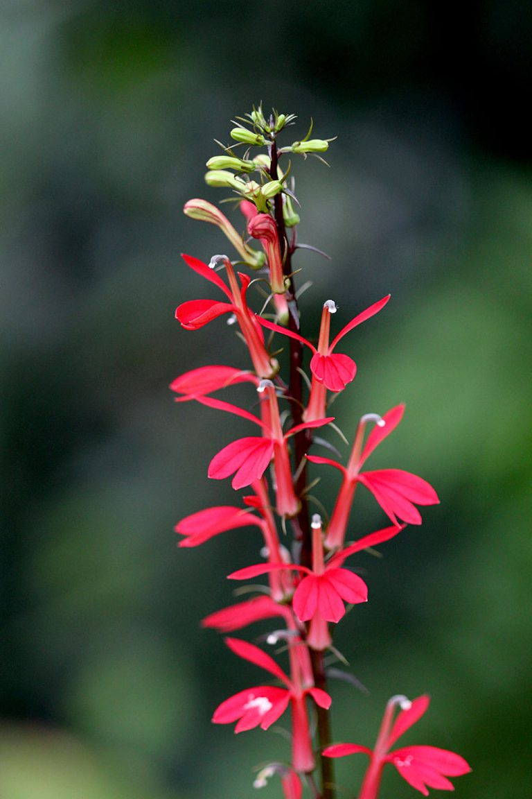 Lobelia cardinalis